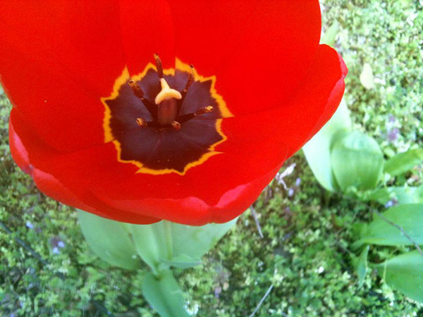 die Tulpe